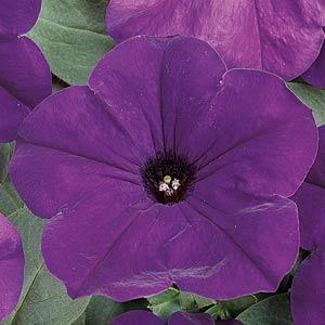 Wave Blue (really purple) Wave Petunia Jumbo 6 pack 17.99 sale price